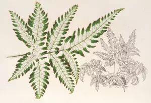 Pteris argyrea by Charles Antoine Lemaire Oil Painting