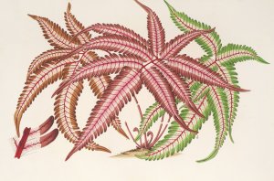 Pteris aspericaulis by Charles Antoine Lemaire Oil Painting