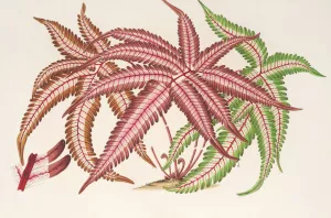 Pteris aspericaulis by Charles Antoine Lemaire Oil Painting