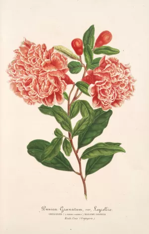 Punica granatum by Charles Antoine Lemaire Oil Painting