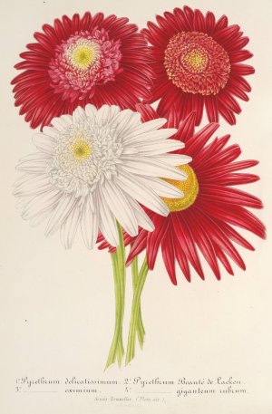 Pyrethrum roseum by Charles Antoine Lemaire Oil Painting
