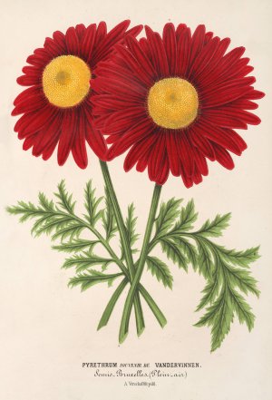 Pyrethrum Souvenir de Vandervinnen by Charles Antoine Lemaire Oil Painting