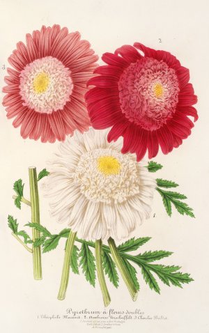 Pyrethrum Oil painting by Charles Antoine Lemaire
