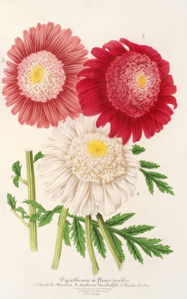 Pyrethrum  by Charles Antoine Lemaire - Hand-Painted Oil Painting Reproduction