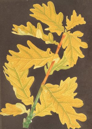 Quercus Robur, var. Concordia by Charles Antoine Lemaire Oil Painting