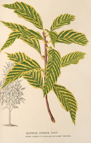Quercus striata Oil painting by Charles Antoine Lemaire