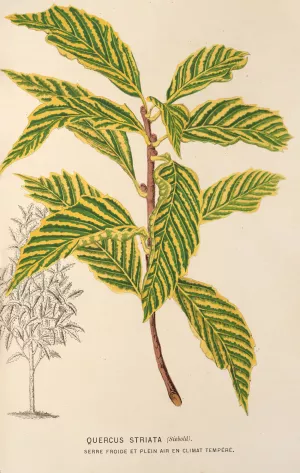 Quercus striata by Charles Antoine Lemaire Oil Painting