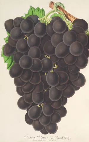 Raisin by Charles Antoine Lemaire Oil Painting