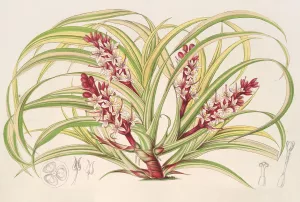 Reineckea carnea, fol. varieg Oil painting by Charles Antoine Lemaire