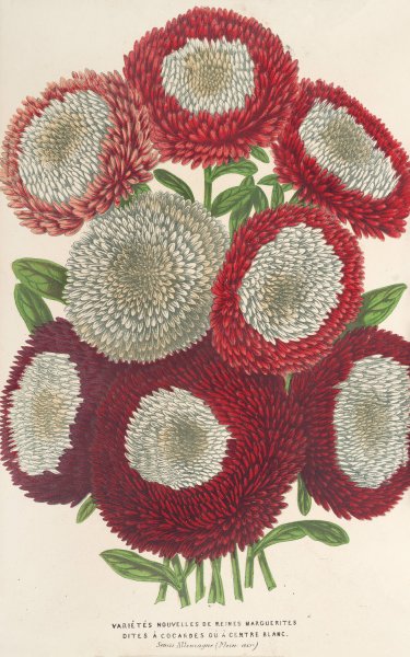 Reines-Marguerites  by Charles Antoine Lemaire - Hand-Painted Oil Painting Reproduction