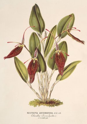 Restrepia antennifera by Charles Antoine Lemaire Oil Painting