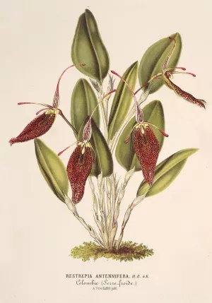 Restrepia antennifera Oil painting by Charles Antoine Lemaire