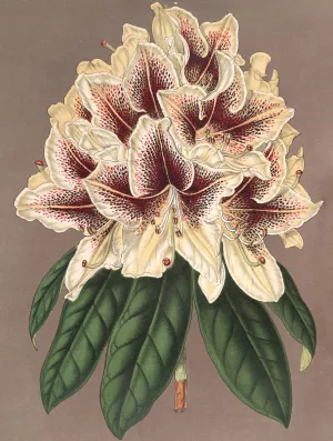 Rhododendrum Archiduc Albert by Charles Antoine Lemaire Oil Painting