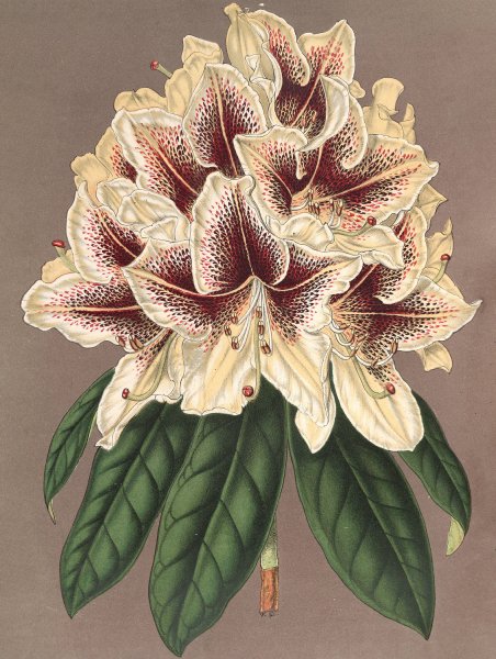 Rhododendrum Archiduc Albert  by Charles Antoine Lemaire - Hand-Painted Oil Painting Reproduction
