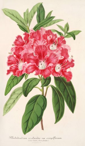 Rhododendrum azaleoides, var. crispinorum Oil painting by Charles Antoine Lemaire