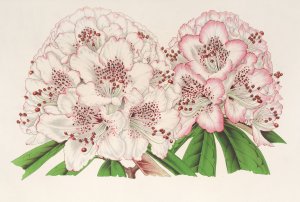 Rhododendrum Bijou de Gand Oil painting by Charles Antoine Lemaire