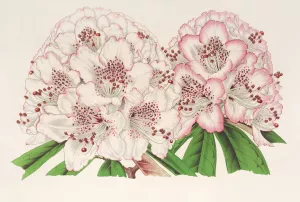Rhododendrum Bijou de Gand by Charles Antoine Lemaire Oil Painting