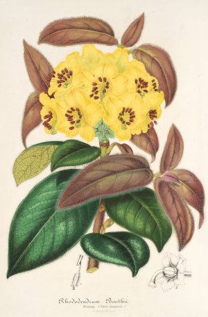 Rhododendrum Boothii by Charles Antoine Lemaire Oil Painting