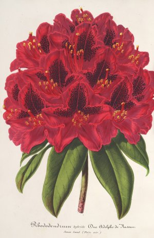 Rhododendrum Duc Adolphe de Nassau by Charles Antoine Lemaire Oil Painting