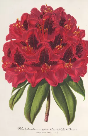 Rhododendrum Duc Adolphe de Nassau Oil painting by Charles Antoine Lemaire