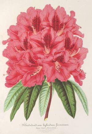 Rhododendrum formosum Oil painting by Charles Antoine Lemaire
