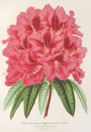 Rhododendrum formosum by Charles Antoine Lemaire Oil Painting
