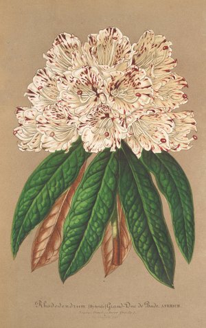 Rhododendrum Grand Duc de Bade by Charles Antoine Lemaire Oil Painting