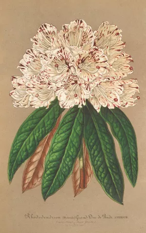 Rhododendrum Grand Duc de Bade Oil painting by Charles Antoine Lemaire