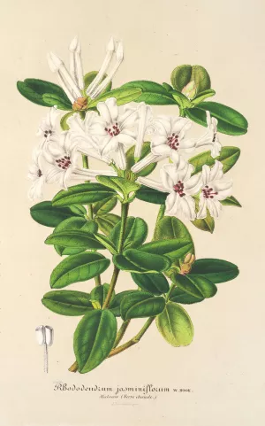 Rhododendrum jasminiflorum Oil painting by Charles Antoine Lemaire