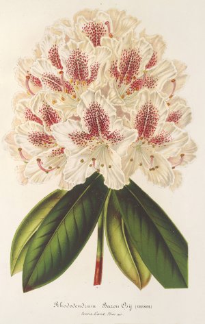 Rhododendrum by Charles Antoine Lemaire Oil Painting