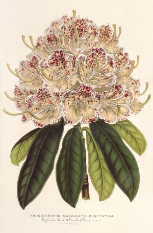 Rhododendrum marginato-punctatum by Charles Antoine Lemaire Oil Painting