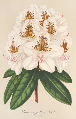 Rhododendrum Minnie Oil painting by Charles Antoine Lemaire