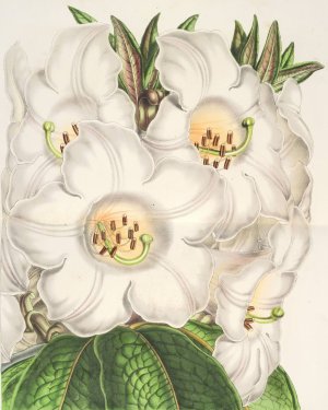 Rhododendrum Nuttallii by Charles Antoine Lemaire Oil Painting