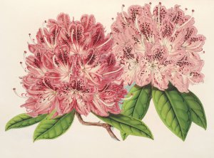 Rhododendrum omni-guttatum by Charles Antoine Lemaire Oil Painting