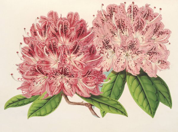 Rhododendrum omni-guttatum  by Charles Antoine Lemaire - Hand-Painted Oil Painting Reproduction