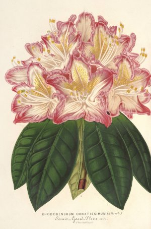 Rhododendrum ornatissimum Oil painting by Charles Antoine Lemaire