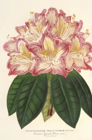 Rhododendrum ornatissimum Oil painting by Charles Antoine Lemaire