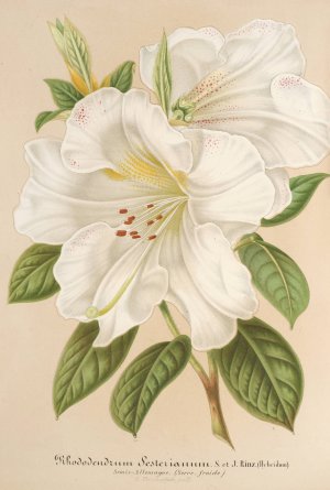 Rhododendrum Sesterianum by Charles Antoine Lemaire Oil Painting