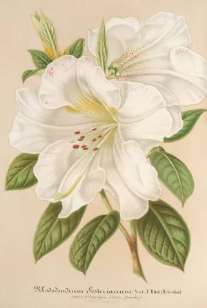 Rhododendrum Sesterianum by Charles Antoine Lemaire Oil Painting