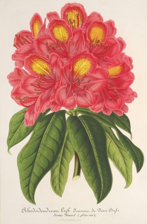 Rhododendrum Souvenir de Jean Byls by Charles Antoine Lemaire Oil Painting