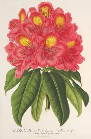 Rhododendrum Souvenir de Jean Byls Oil painting by Charles Antoine Lemaire