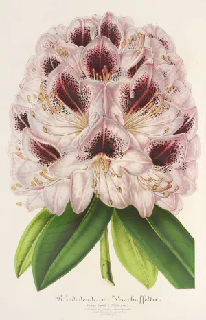 Rhododendrum Verschaffeltii by Charles Antoine Lemaire Oil Painting