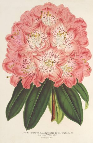 Rhododendrum by Charles Antoine Lemaire Oil Painting