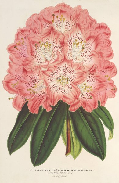 Rhododendrum  by Charles Antoine Lemaire - Hand-Painted Oil Painting Reproduction