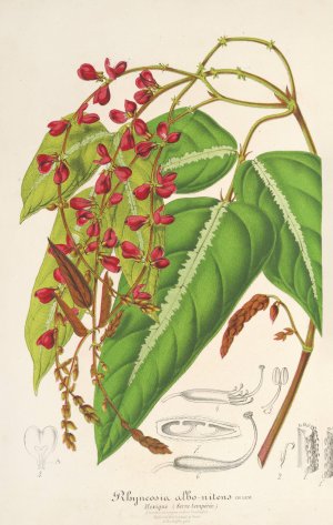 Rhynchosia albo-nitens Oil painting by Charles Antoine Lemaire