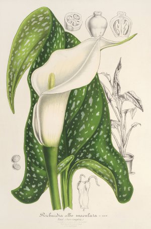Richardia albo-maculata by Charles Antoine Lemaire Oil Painting