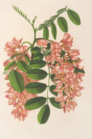 Robinia pseudacacia v. Decaisneana Oil painting by Charles Antoine Lemaire