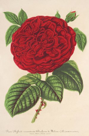 Rose Duchesse de Medina-Celi by Charles Antoine Lemaire Oil Painting