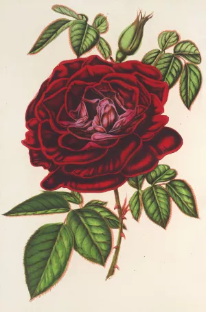 Rose Empereur du Mexique Oil painting by Charles Antoine Lemaire