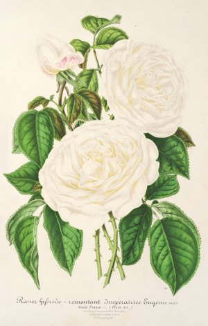 Rose Imperatrice Eugenie by Charles Antoine Lemaire Oil Painting